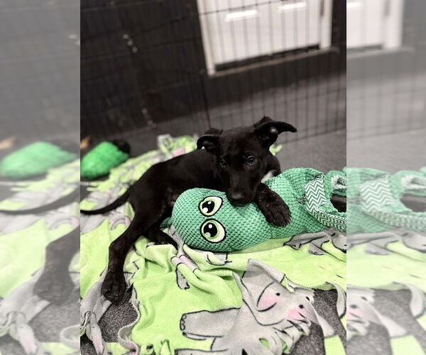 Medium Photo #2 Holland Shepherd-Unknown Mix Puppy For Sale in Imlay City, MI, USA