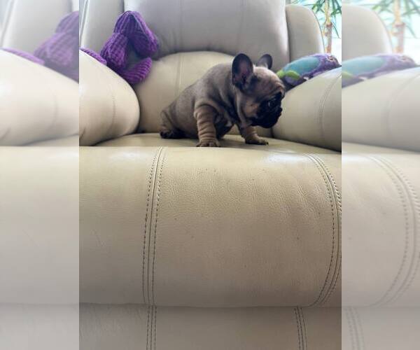 Medium Photo #5 French Bulldog Puppy For Sale in TREVOSE, PA, USA