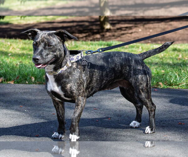 Medium Photo #7 Dachshund-Unknown Mix Puppy For Sale in Arlington, VA, USA