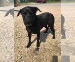Small #1 Labrador Retriever Mix