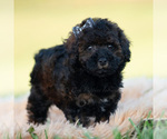 Small Photo #20 Poodle (Toy) Puppy For Sale in WARSAW, IN, USA