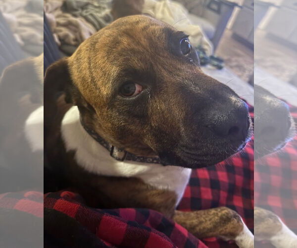 Medium Photo #10 American Staffordshire Terrier-Mastiff Mix Puppy For Sale in Chester, VA, USA