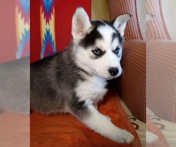 Medium Photo #1 Siberian Husky Puppy For Sale in LITTLETON, ME, USA