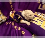Small Photo #19 Goldendoodle-Poodle (Standard) Mix Puppy For Sale in BATON ROUGE, LA, USA