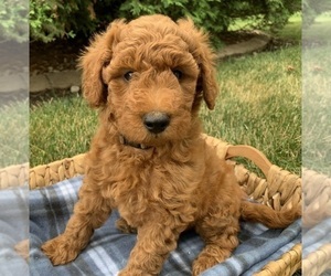 Goldendoodle (Miniature) Puppy for Sale in SHIPSHEWANA, Indiana USA