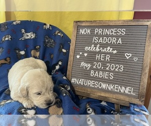 English Cream Golden Retriever Puppy for sale in DEARBORN, MO, USA