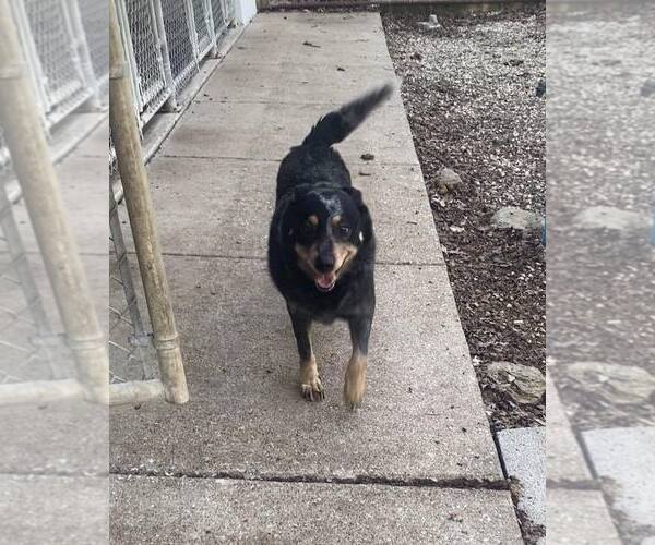 Medium Photo #1 Mutt Puppy For Sale in Frenchburg, KY, USA