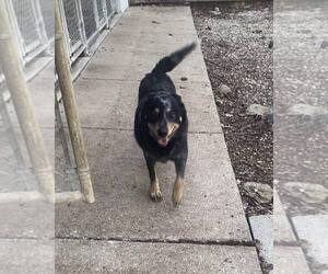 Mutt Dogs for adoption in Frenchburg, KY, USA