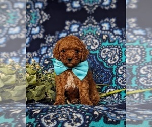 Poodle (Toy) Puppy for sale in HOLTWOOD, PA, USA