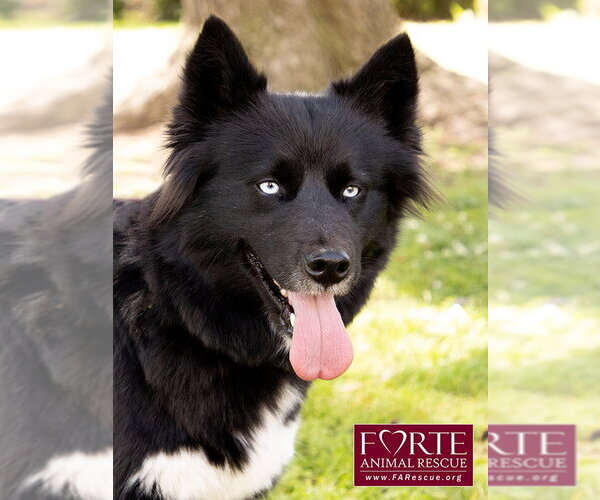 Medium Photo #6 Border Collie-Siberian Husky Mix Puppy For Sale in Marina del Rey, CA, USA