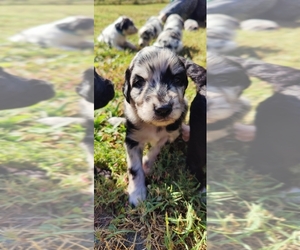 Aussiedoodle Puppy for sale in MARYVILLE, TN, USA