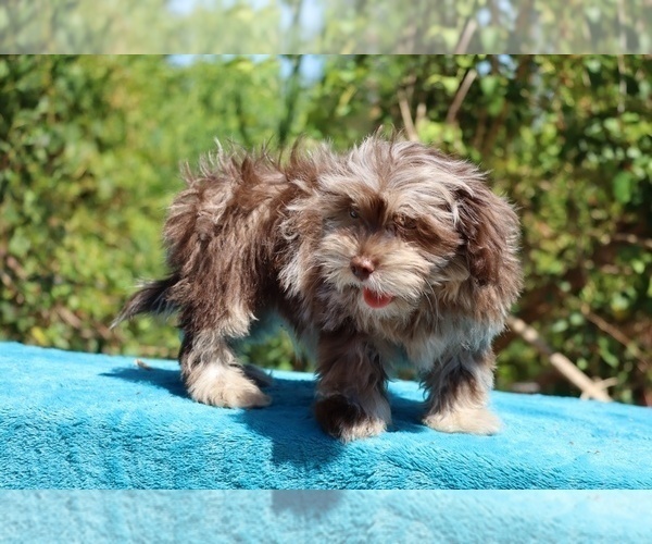 Medium Photo #10 ShihPoo Puppy For Sale in DYERSBURG, TN, USA