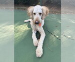 Small Photo #2 Golden Retriever-Unknown Mix Puppy For Sale in Holly Springs, NC, USA