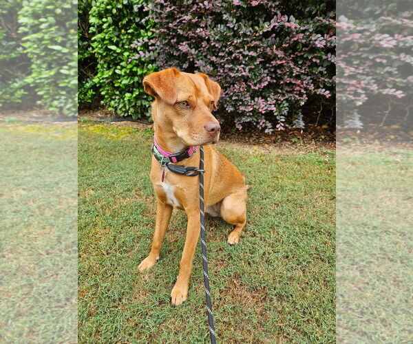 Medium Photo #8 Mutt Puppy For Sale in Calhoun, GA, USA