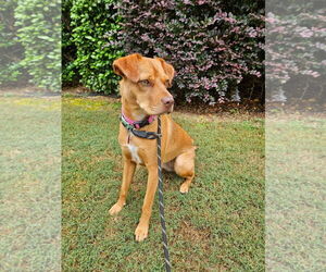 Gurl - Female Mutt Dog for Adoption - Photo #8