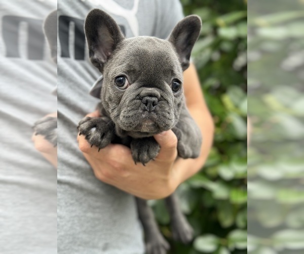 Medium Photo #1 French Bulldog Puppy For Sale in BROOKLYN, NY, USA