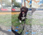 Small #2 Shih Tzu Mix