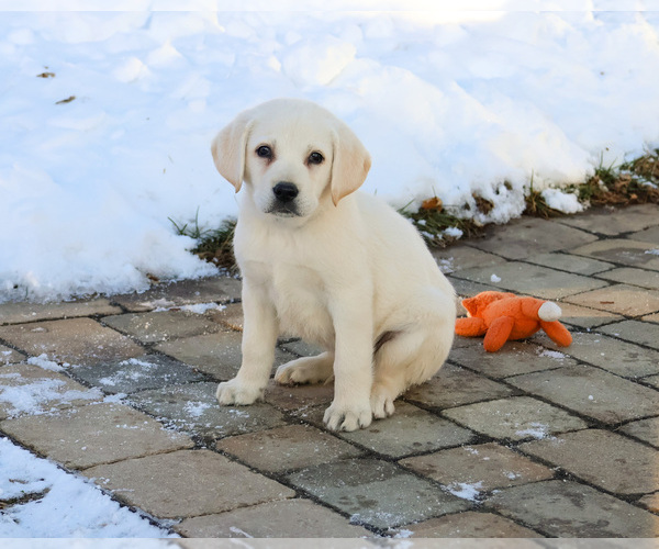 Medium Photo #3 Labrador Retriever Puppy For Sale in SYRACUSE, IN, USA