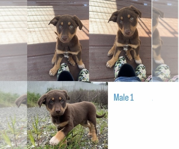 Medium Photo #3 Border Collie-Catahoula Leopard Dog Mix Puppy For Sale in AMERICAN CANYON, CA, USA