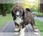 Small #7 Bernedoodle