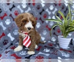 Small #3 Cavapoo (Miniature)