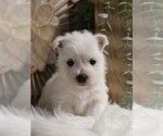 Small Photo #2 West Highland White Terrier Puppy For Sale in SYRACUSE, IN, USA