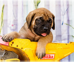 Small Photo #37 Mastiff Puppy For Sale in WAKARUSA, IN, USA