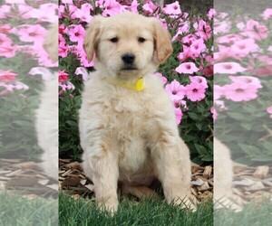 Golden Retriever Puppy for sale in FREDERICKSBURG, OH, USA