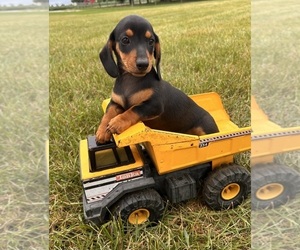 Dachshund Puppy for sale in MIDDLEBURY, IN, USA