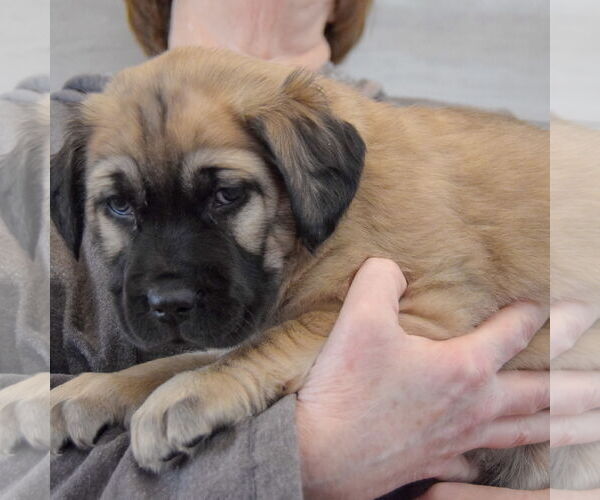 Medium Photo #4 Colonial Cocker Spaniel-German Shepherd Dog Mix Puppy For Sale in Huntley, IL, USA