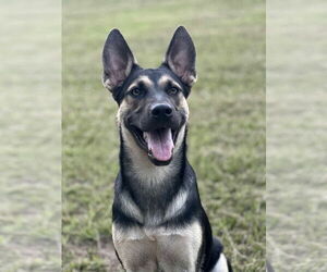 German Shepherd Dog Dogs for adoption in La Grange , NC, USA