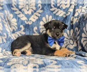 Pomsky Puppy for sale in LANCASTER, PA, USA
