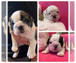 Bulldog Puppy for sale in NEW PLYMOUTH, ID, USA