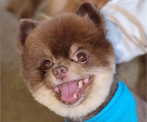 Medium Photo #5 Pomeranian Puppy For Sale in GRANITE CITY, IL, USA