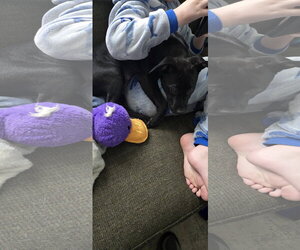 Blue Arlo - Male Mutt Dog for Adoption - Photo #8