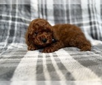 Small #3 Goldendoodle (Miniature)