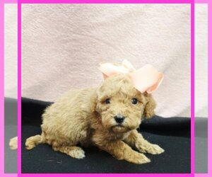 Maltipoo (Miniature) Puppy for sale in TAYLOR, TX, USA