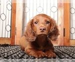 Small Dachshund