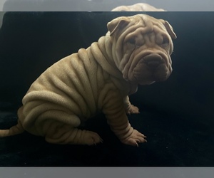 Chinese Shar-Pei Puppy for sale in RIALTO, CA, USA