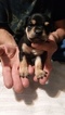 Small Photo #1 Mountain Feist Puppy For Sale in SULLIVAN, OH, USA