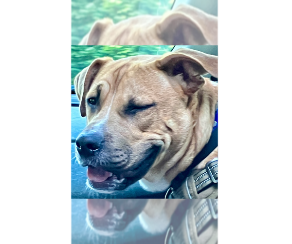 Medium Photo #33 American Staffordshire Terrier-Labrador Retriever Mix Puppy For Sale in Brewster, NY, USA