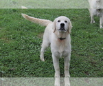 Small Photo #15 English Cream Golden Retriever Puppy For Sale in RINGGOLD, GA, USA