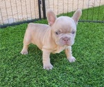 Small #4 French Bulldog