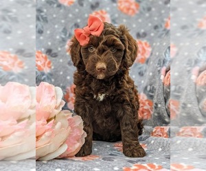 Aussiedoodle Miniature Puppy for sale in CHRISTIANA, PA, USA