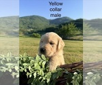 Puppy Puppy 1 Golden Retriever
