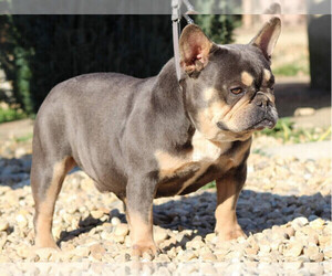 Father of the French Bulldog puppies born on 12/15/2022