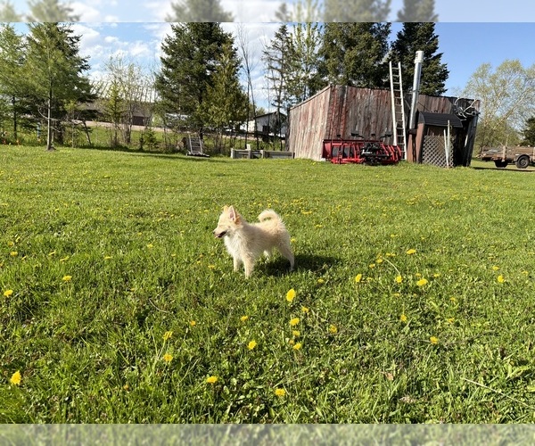 Medium Photo #2 Pomimo Puppy For Sale in ATHENS, WI, USA