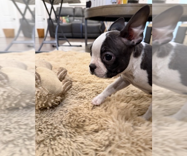 Medium Photo #5 Boston Terrier Puppy For Sale in FREDONIA, KS, USA