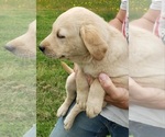 Small #6 Labrador Retriever