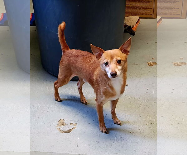Medium Photo #2 Chihuahua-Unknown Mix Puppy For Sale in Perth Amboy, NJ, USA